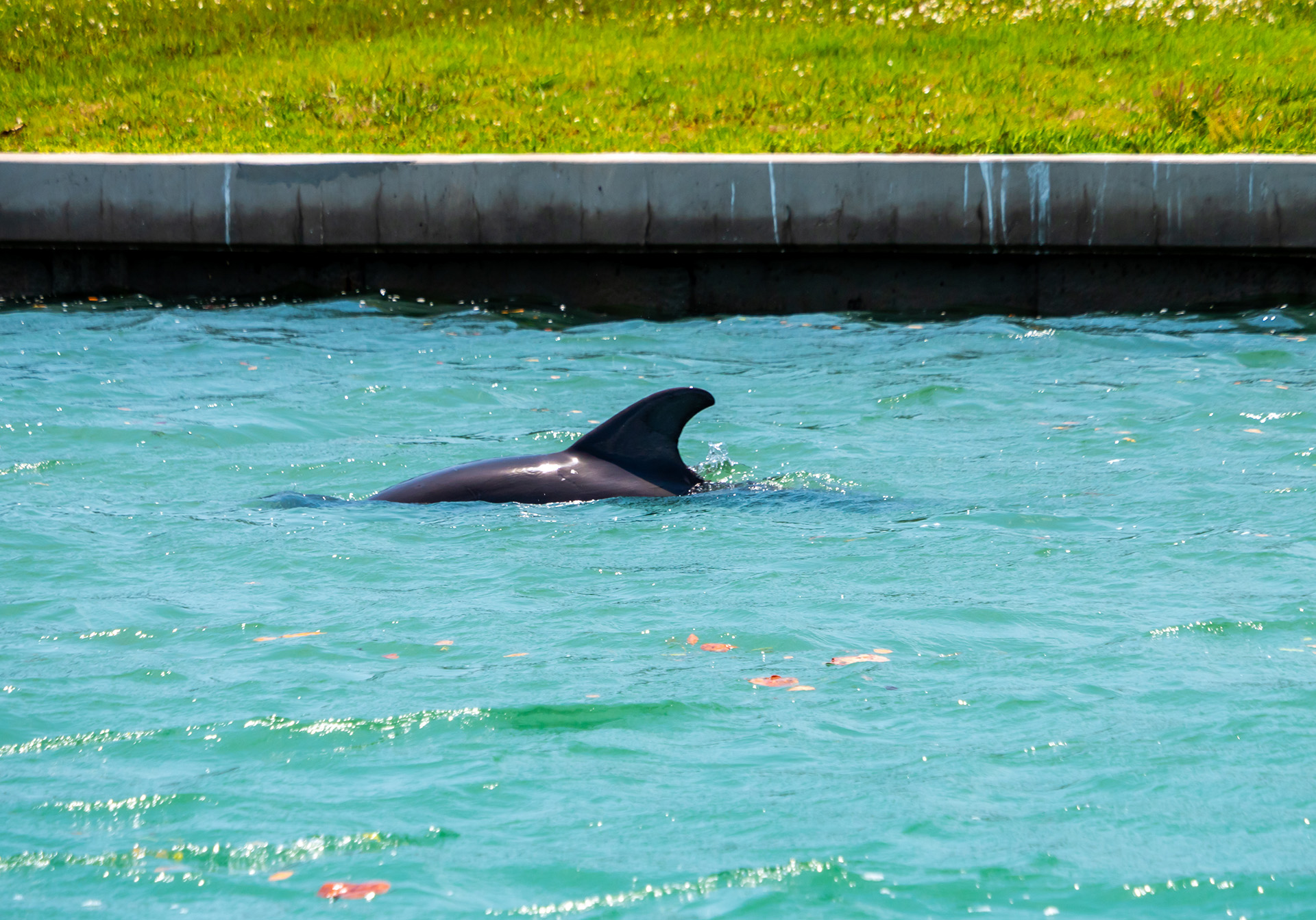 dolphin boat tours at Latitude 27 Charters